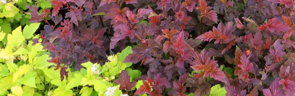 Physocarpus banner 02